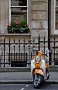 Image of cute scoots