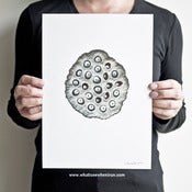 Image of Showerhead - Nelumbo Nucifera