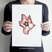 Image of Seduce - Talipariti Tiliaceum
