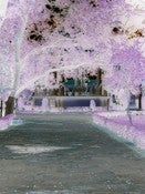 Image of WonderLust