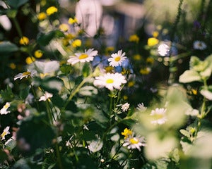 Image of Daisy - 8x10