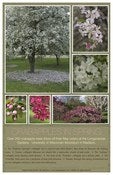 Image of Crabapples in Spring