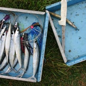 Image of Blue Fish