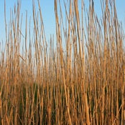 Image of Grasses
