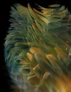 Image of Reaching-Limited Edition Prints, Signed and Numbered!