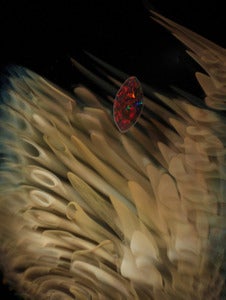 Image of Long Count-Limited Edition Prints, Signed and Numbered!