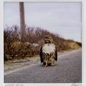Image of Libyans - A Common Place LP