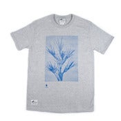 Image of Fredrik Akum/Kentia Palm
