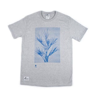 Image of Fredrik Akum/Kentia Palm