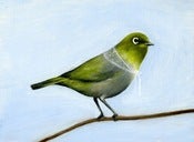 Image of Silvereye Archival Print