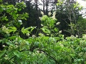 Image of Spring CSH Share