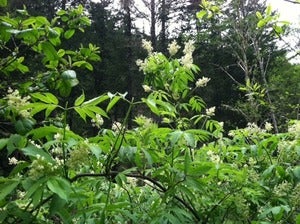 Image of Spring CSH Share
