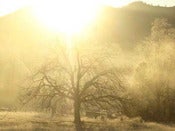 Image of Winter CSH Share