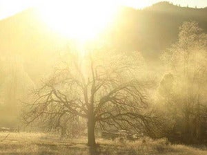 Image of Winter CSH Share