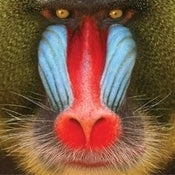 Image of FKR044 - Suckers - Wild Smile CD