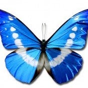 Image of BUTTERFLY WALL ART