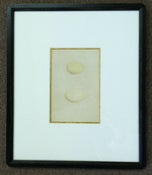 Image of Custom framed antique Morris egg prints, 10 of 12