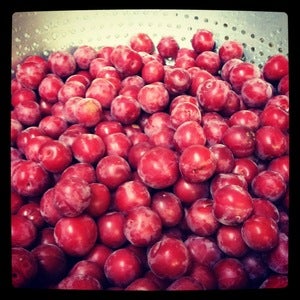 Image of Wild Santa Cruz Mountain Red Plum
