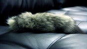 Image of Forest fox tail