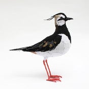 Image of LAPWING