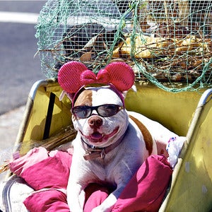 Image of Mickey Mutt Photography