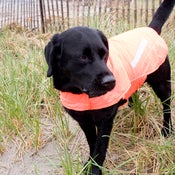 Image of FLO-ORANGE | SIZE:  XS
