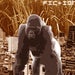 Image of FICTION - 'Gorilla'