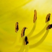 Image of fleur - 8x12 print