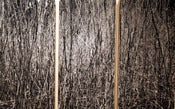 Image of "REEDS" - JOSH FALK