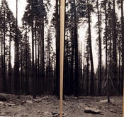 Image of "MARI POSA" - JOSH FALK