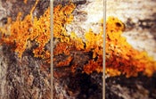 Image of "LONG ISLAND LICHEN" - JOSH FALK