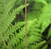 Image of "FERN GULLY" - JOSH FALK