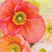 Image of Poppies 