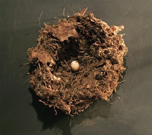 Image of The Pollies - Where The Lies Begin