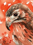 Image of (Daily Painting) Raptor Hawk