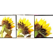 Image of Sunflowers