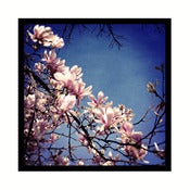Image of Magnolia