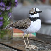 Image of LITTLE RINGED PLOVER