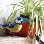 Image of BLUE TIT
