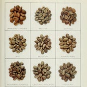 Image of Coffee Slimming