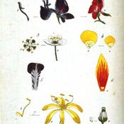 Image of Basic Herbal Health Consultation