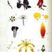 Image of Basic Herbal Health Consultation