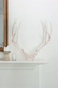 Image of  Deer Rack
