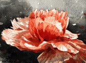 Image of (Daily Painting) Carnation 