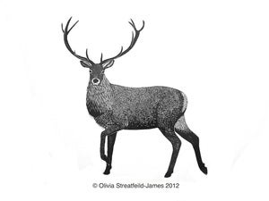 Image of Red Deer Stag - Limited Edition Linocut print