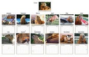 Image of 2013 Capybara Madness Calendar