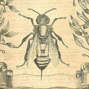Image of Detox Essential Oil (5ml)