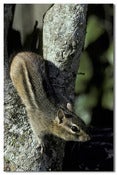 Image of Eastern Chipmunk
