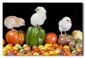 Image of Three Chicks