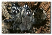 Image of Mutt, Jeff and Friends 